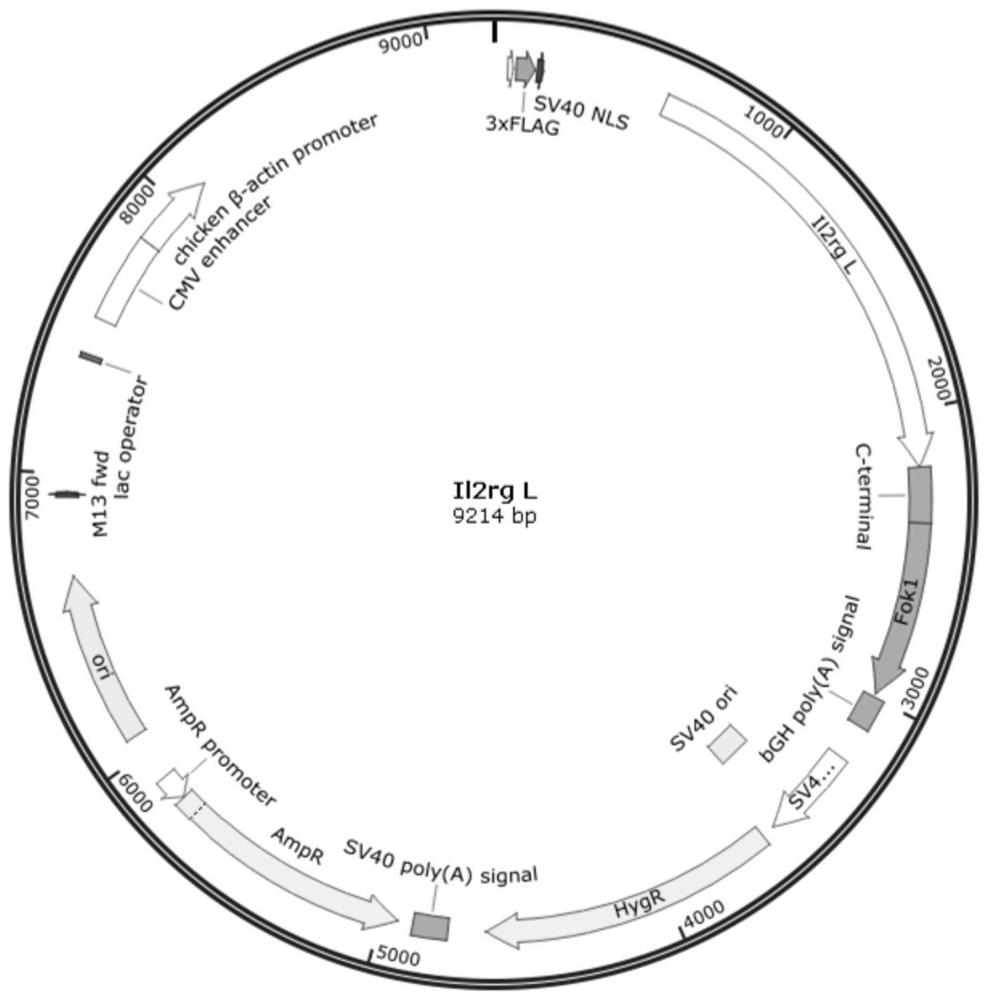 Construction method of animal model of il2rg gene knockout and its short peptide