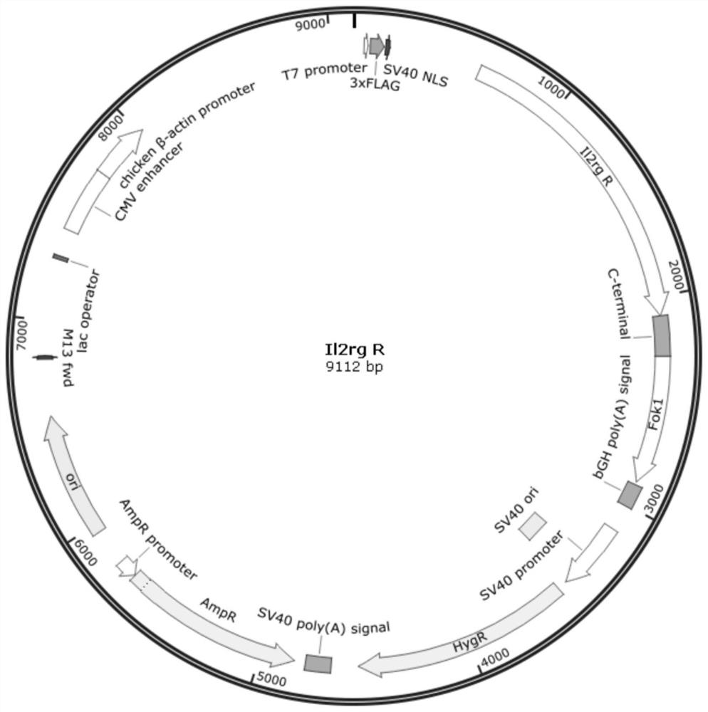 Construction method of animal model of il2rg gene knockout and its short peptide