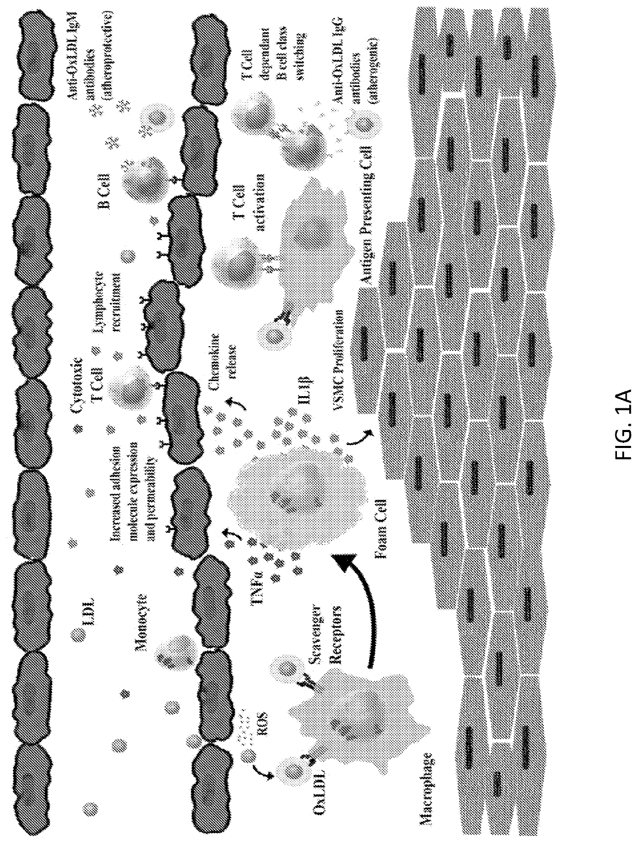 Chimeric Antigen Receptor T Regulatory Cells for the Treatment of Atherosclerosis