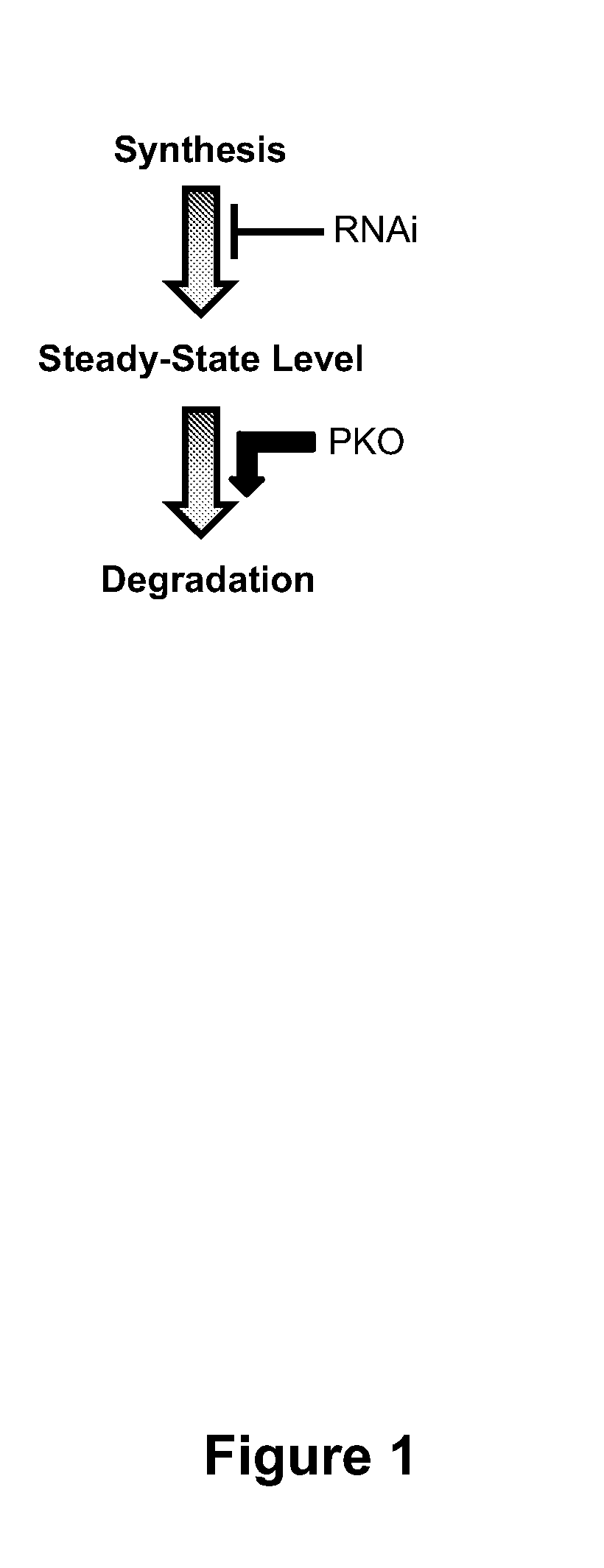 Methods for Reducing Protein Levels in a Cell