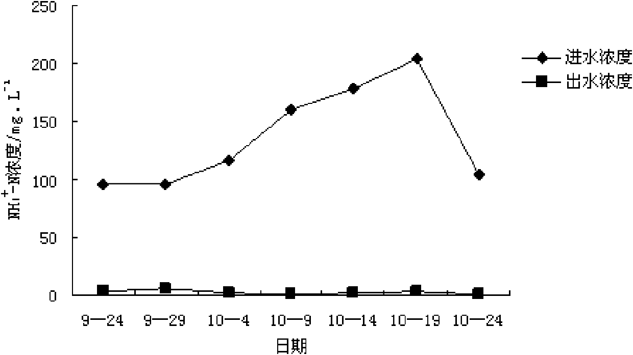 Application of Chinese forgetmenot root in treating livestock breeding wastewater