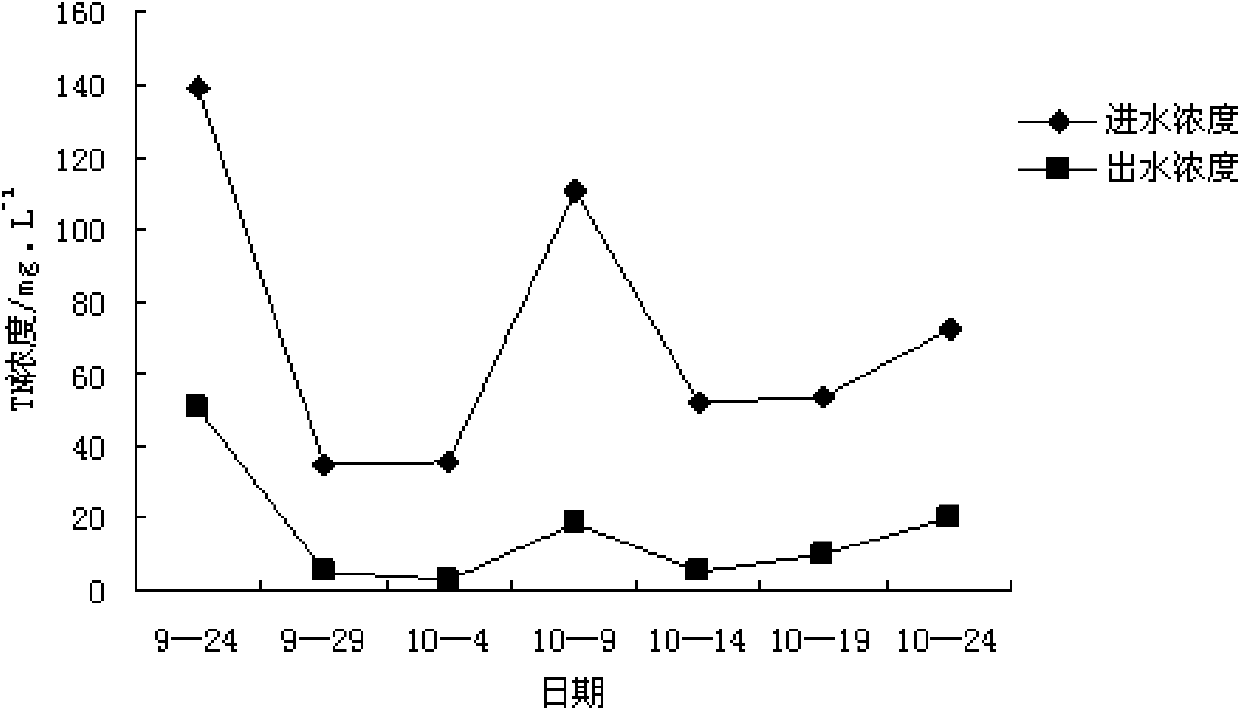 Application of Chinese forgetmenot root in treating livestock breeding wastewater