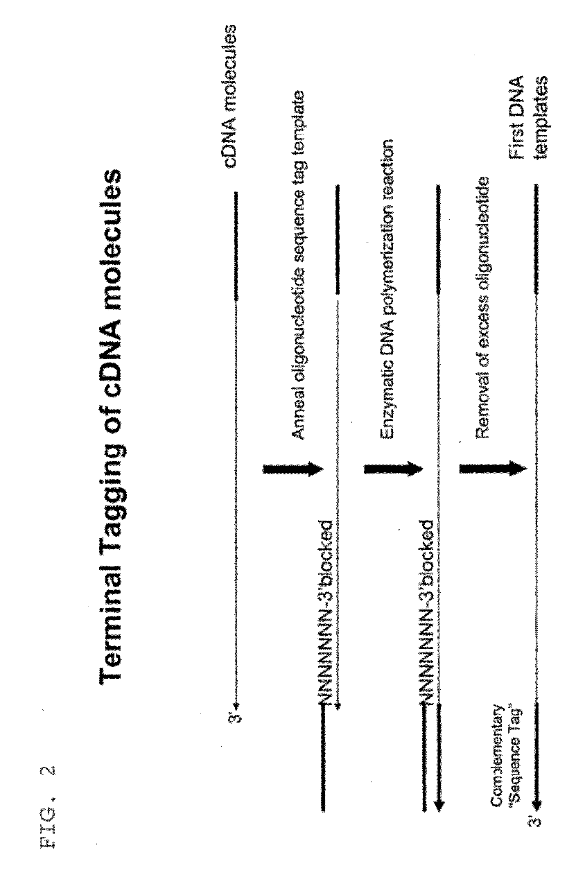 Selective terminal tagging of nucleic acids