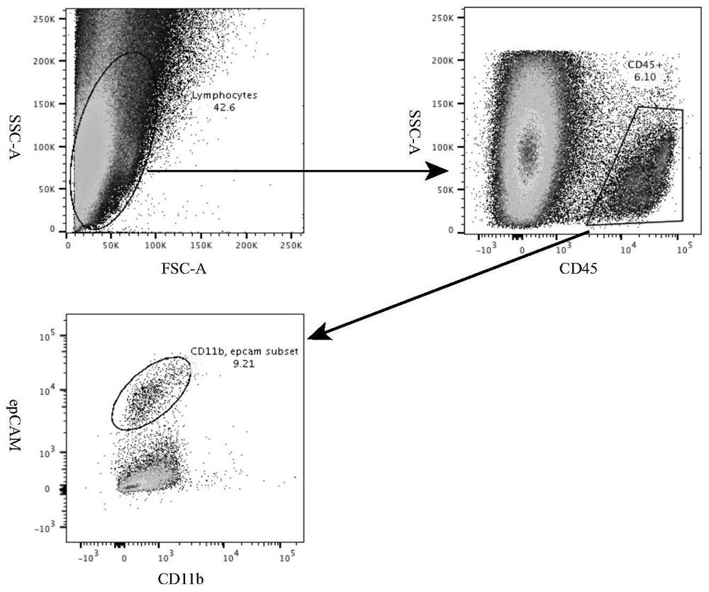 Medicament for treating tumor with csf1r as drug target and preparation method thereof