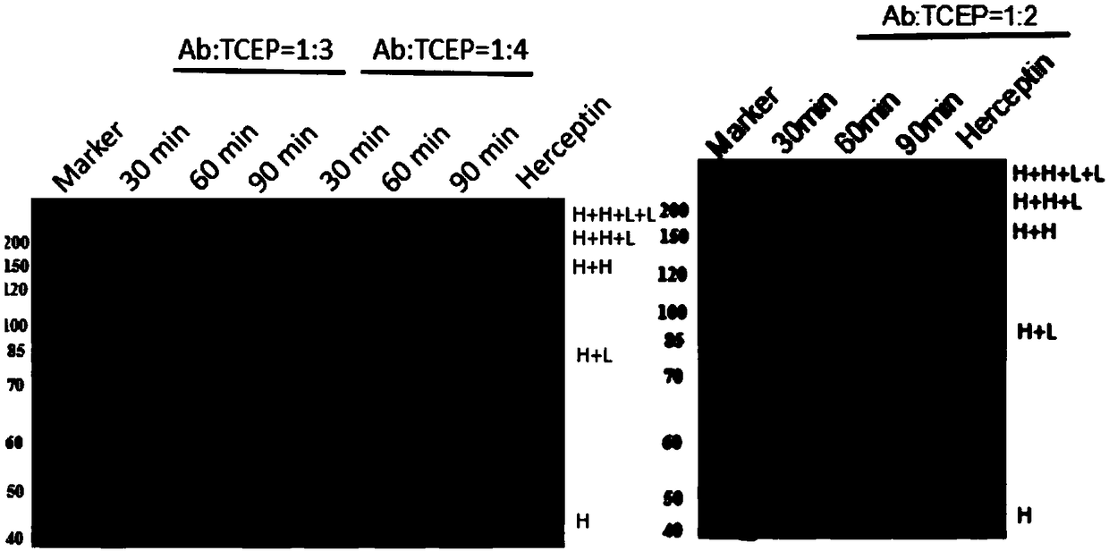 Preparation method of antibody coupled drug