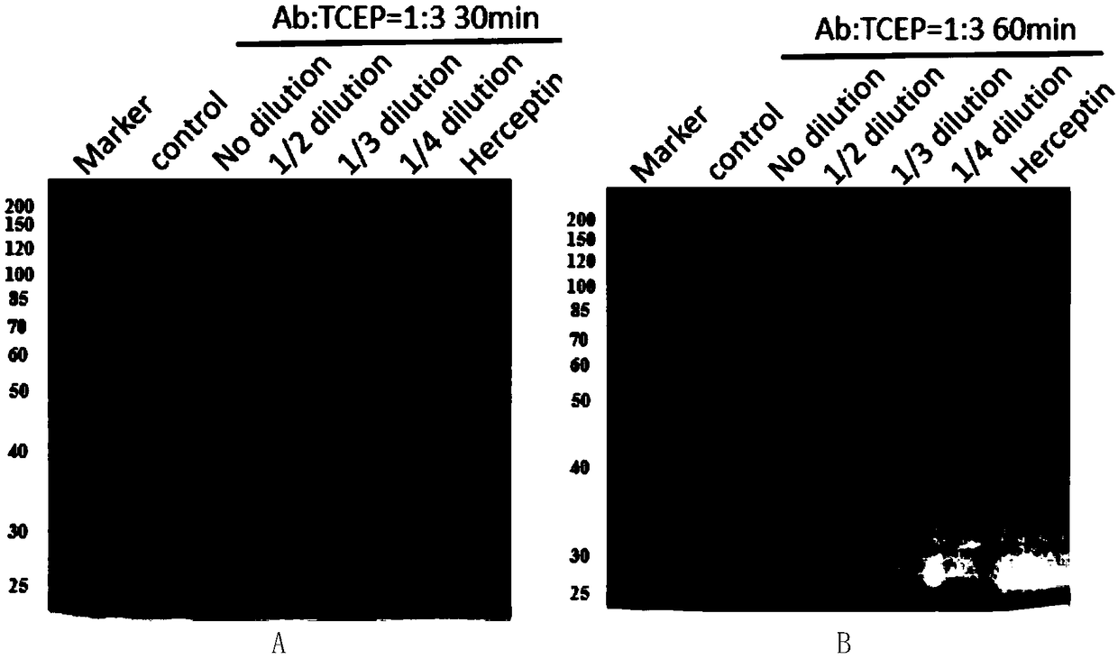 Preparation method of antibody coupled drug