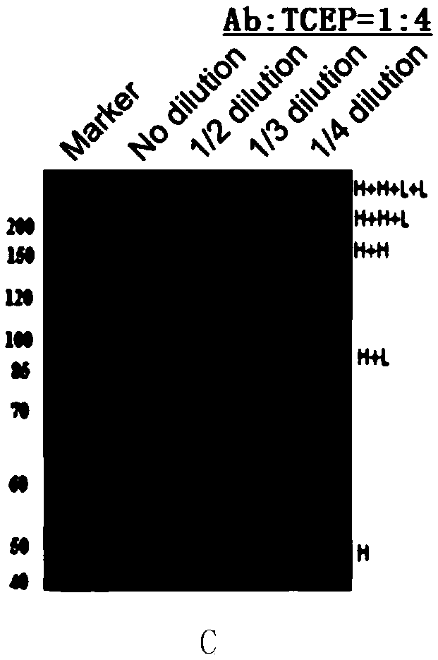 Preparation method of antibody coupled drug