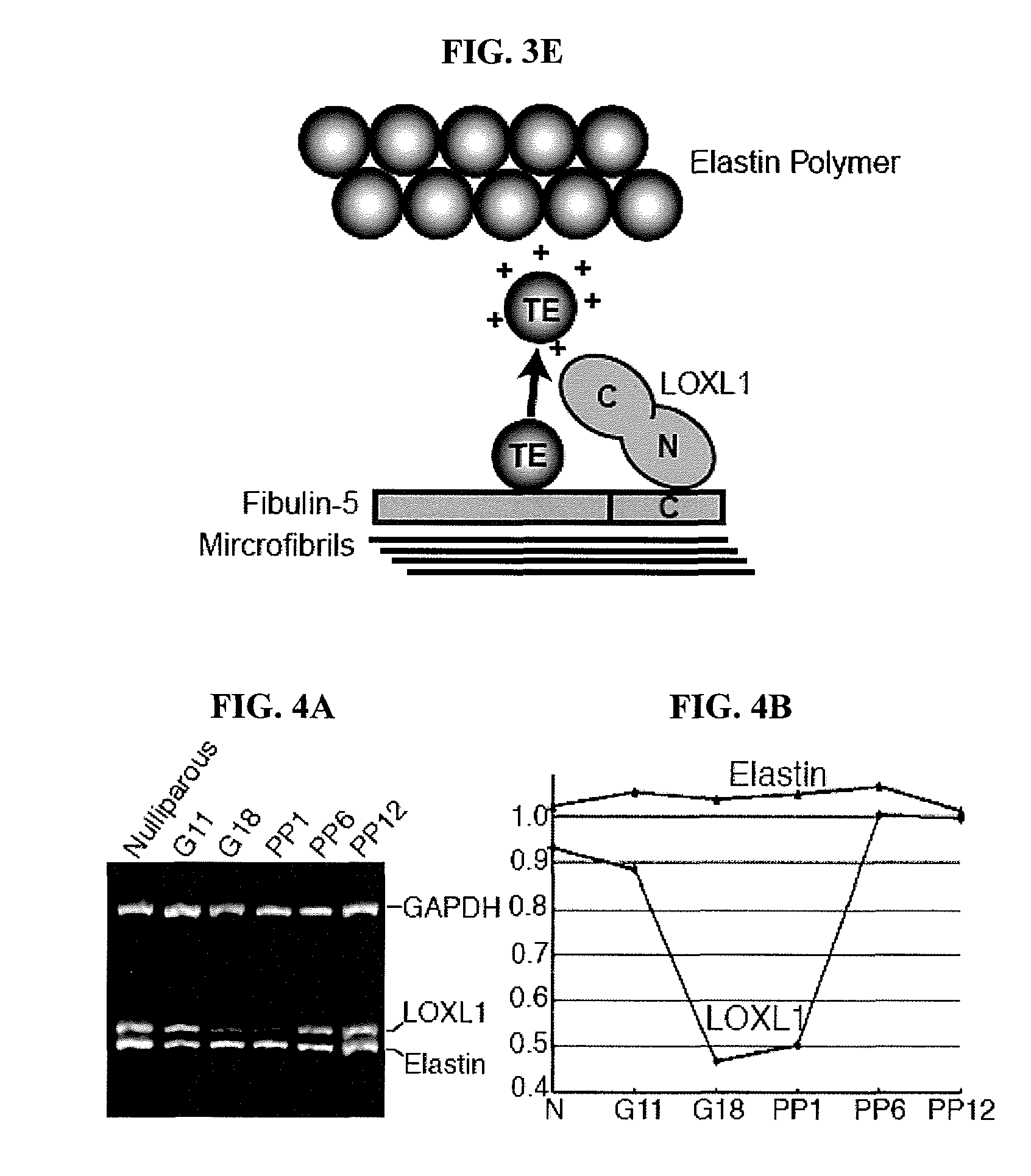 Lysyl oxidase-like 1 (LOXL1) and elastogenesis