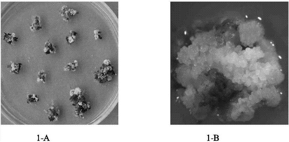 Method for constructing genetic transformation systems of catalpa bungei