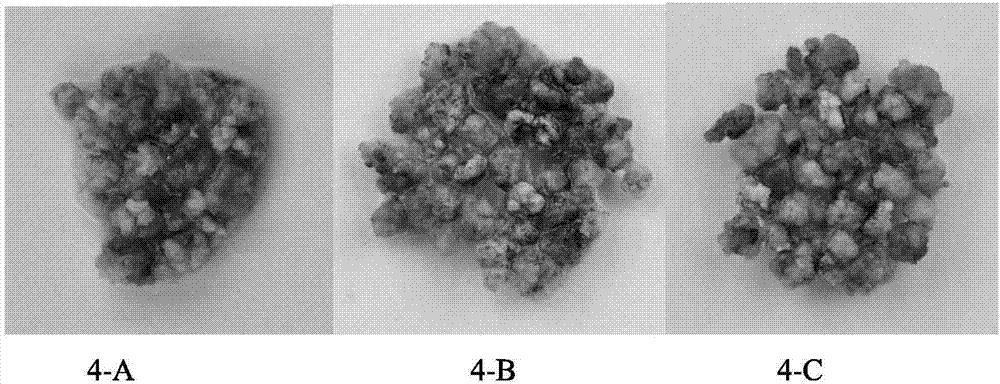 Method for constructing genetic transformation systems of catalpa bungei