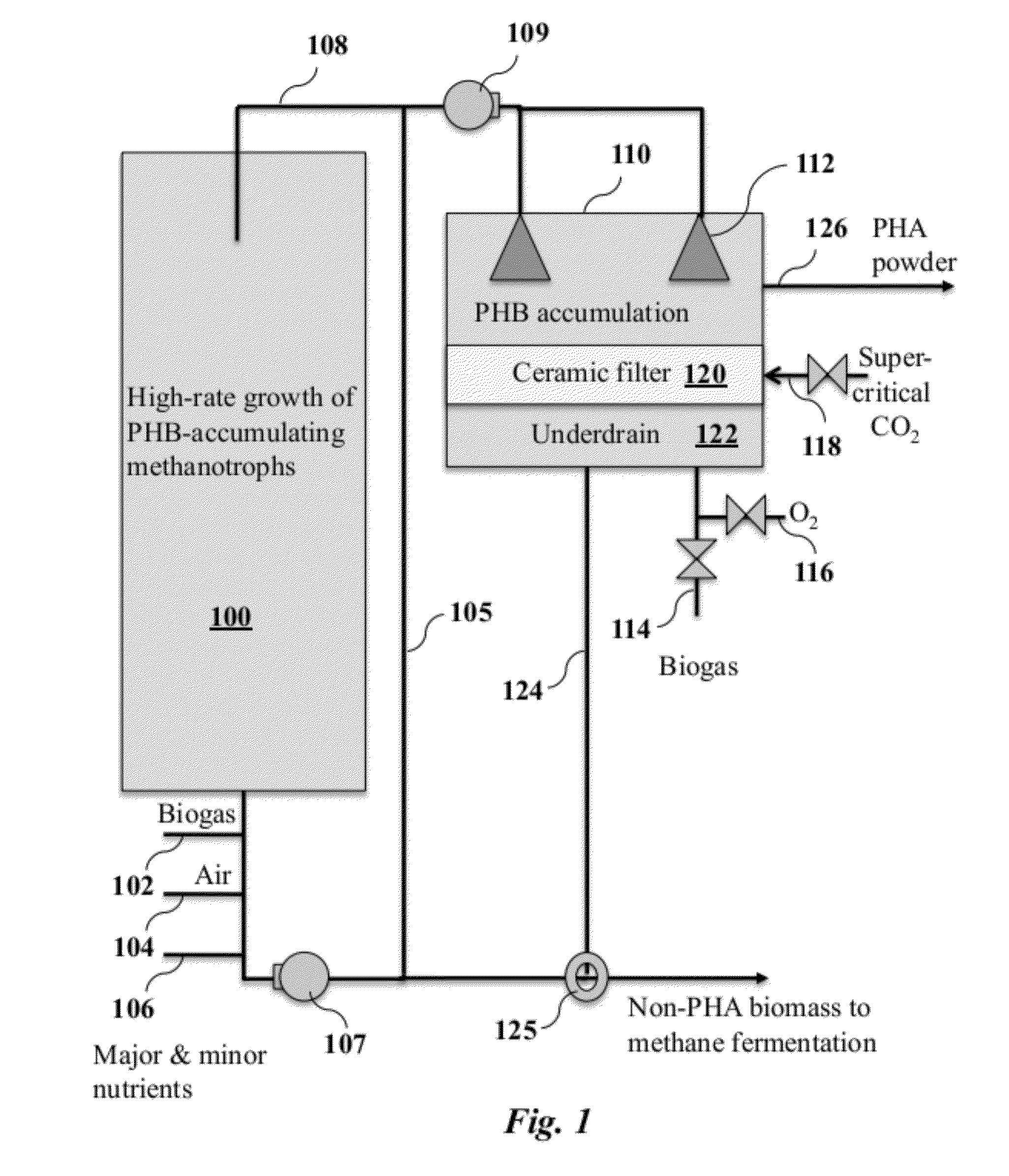 High Solids Fermentation for Synthesis of Polyhydroxyalkanoates From Gas Substrates