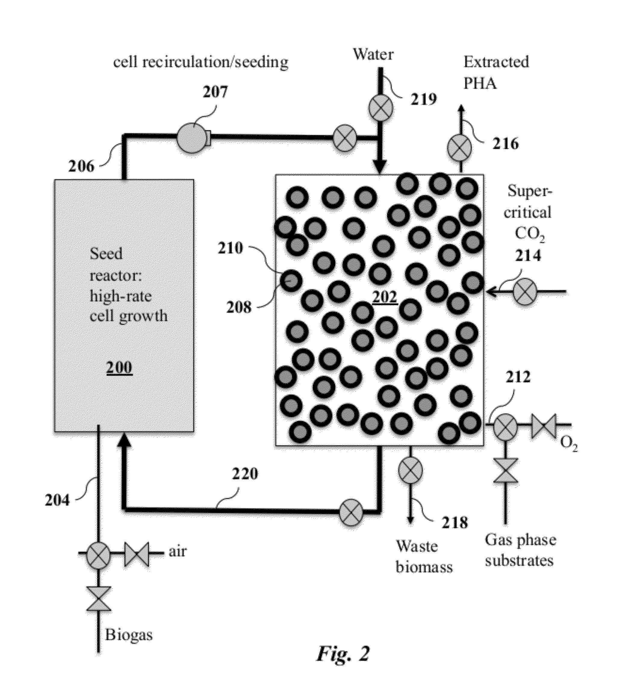 High Solids Fermentation for Synthesis of Polyhydroxyalkanoates From Gas Substrates