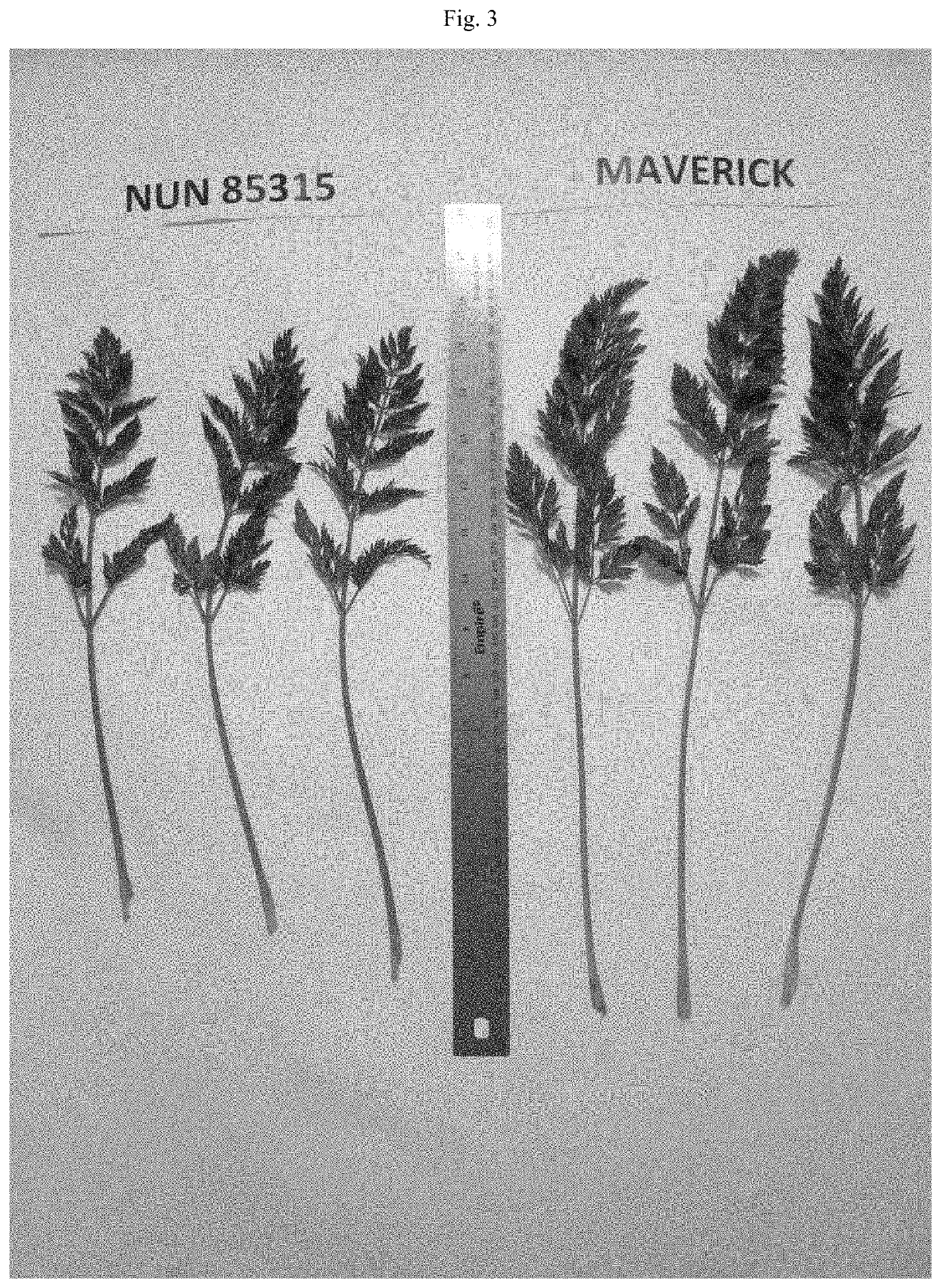 Carrot variety nun 85315 cac