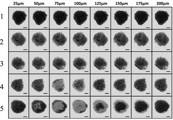 Double receptor identified serial cell-penetrating peptide modified tumor targeted nano drug delivery system