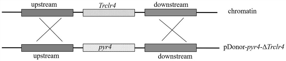 Trichoderma reesei engineering bacteria for high yield of sorbicillinoids and construction method and application of trichoderma reesei engineering bacteria