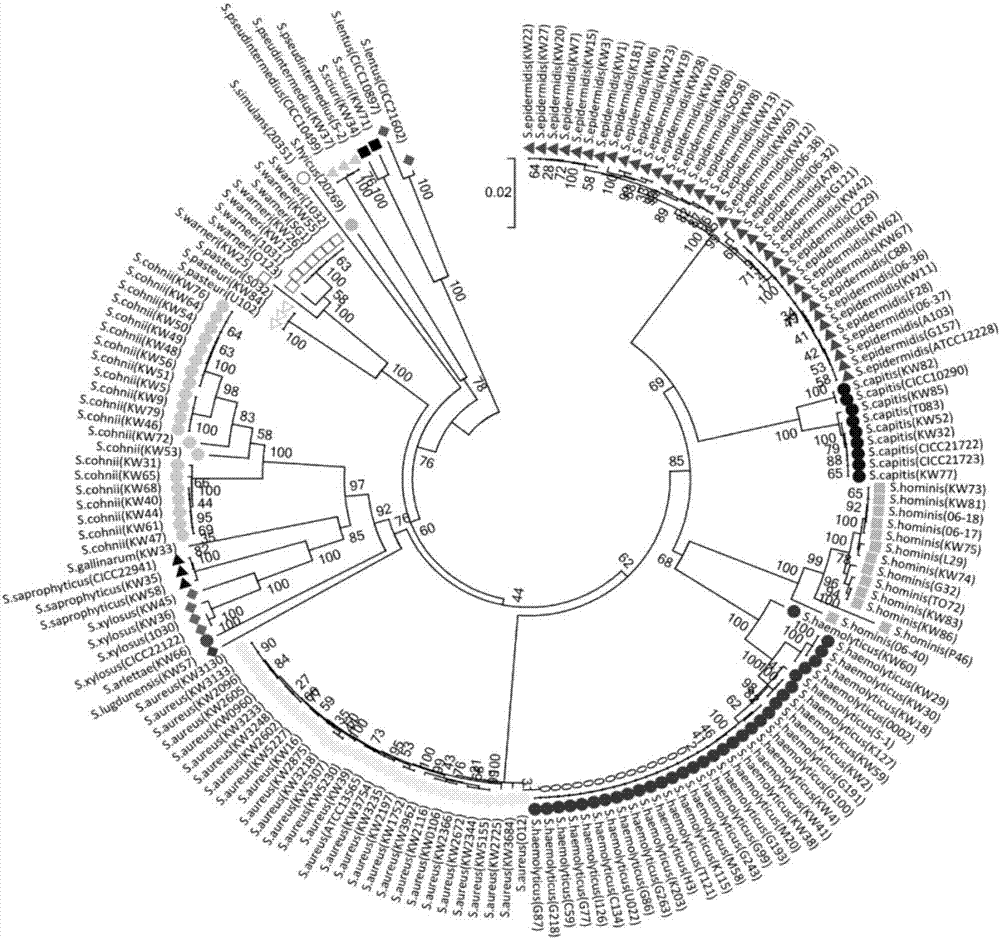 Level identification and bacterial strain typing integrated method of staphylococcus strain on the basis of single nucleotide polymorphism