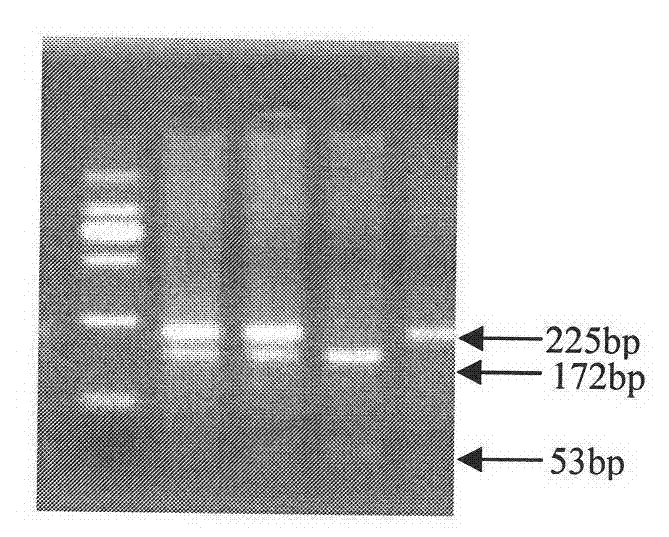 Genetic marker using pig MLC(myosin light chain)2 5' flanking promoter region SNP (single nucleotide polymorphism) as pig carcass traits and application