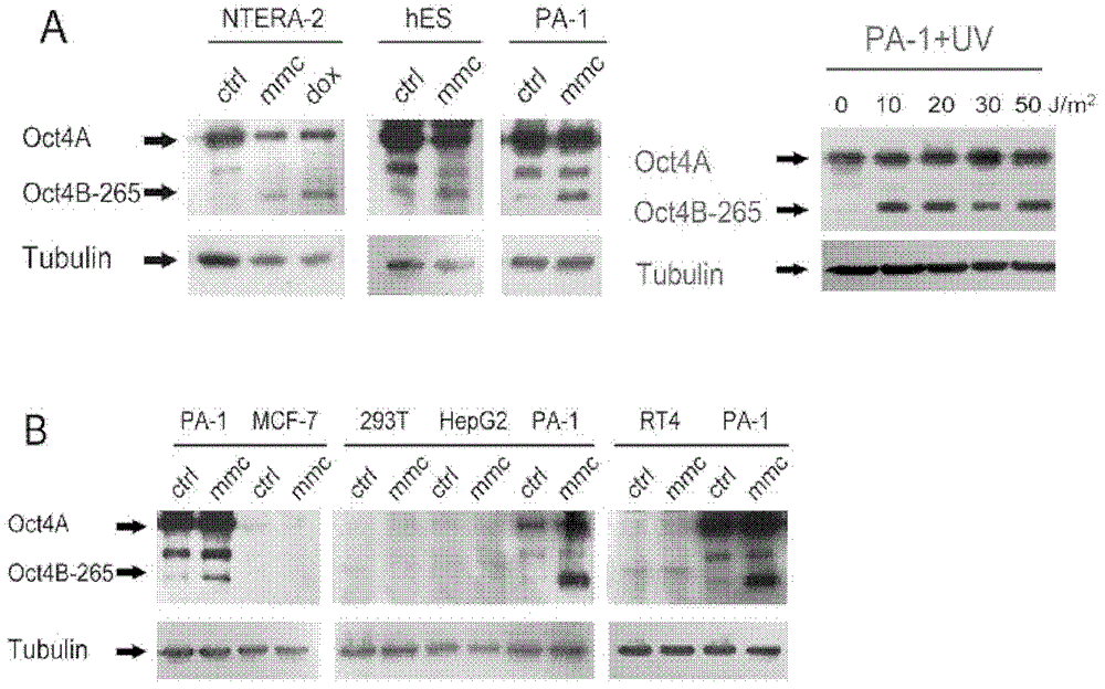 Novel purpose of OCT4B protein isomer