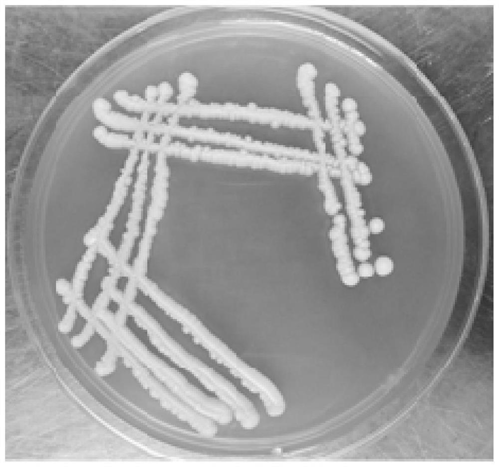 Low-yielding n-propanol Kluyveromyces marxianus and its application in Qing-flavor Xiaoqu liquor