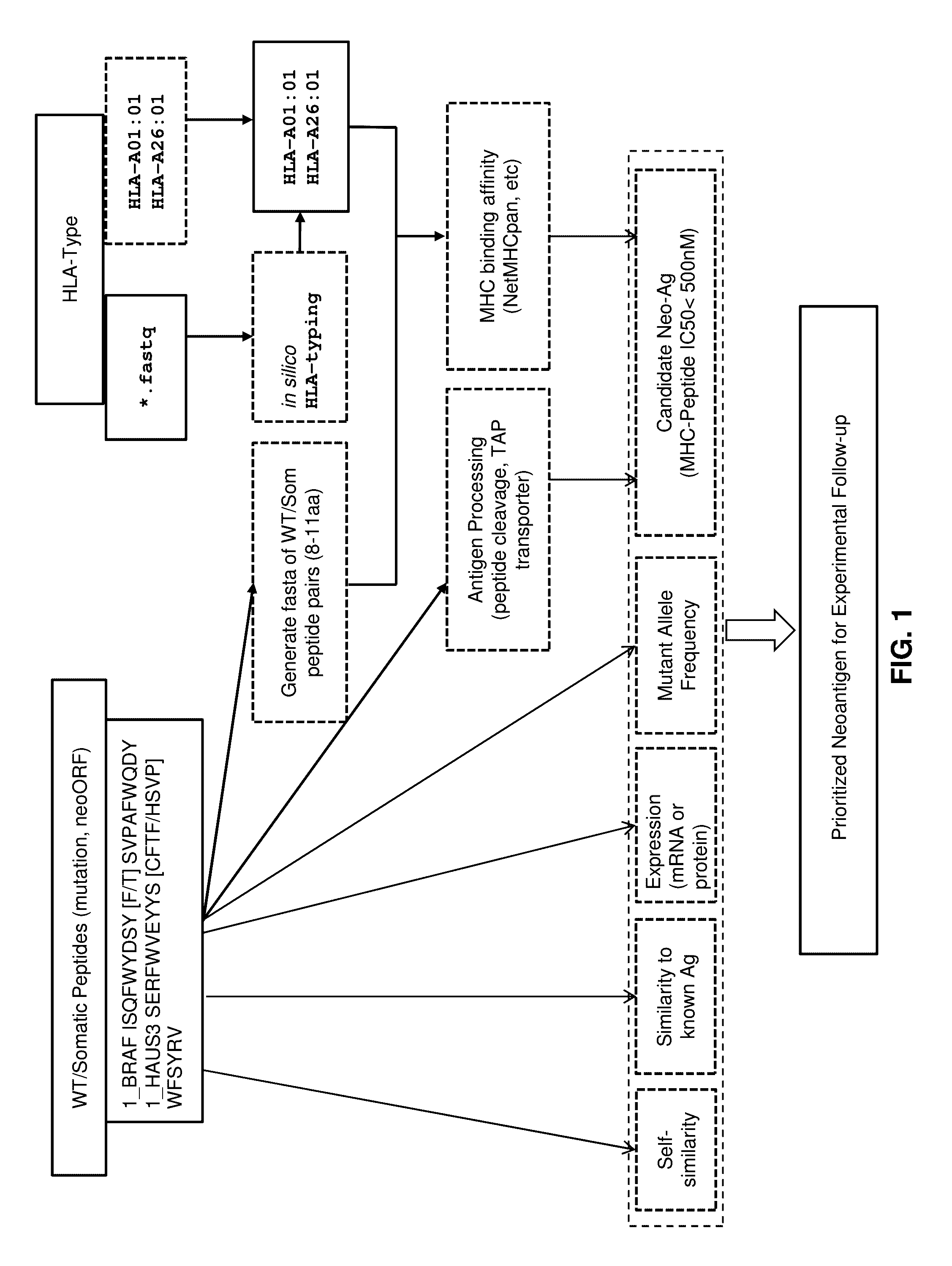 Neoantigen analysis