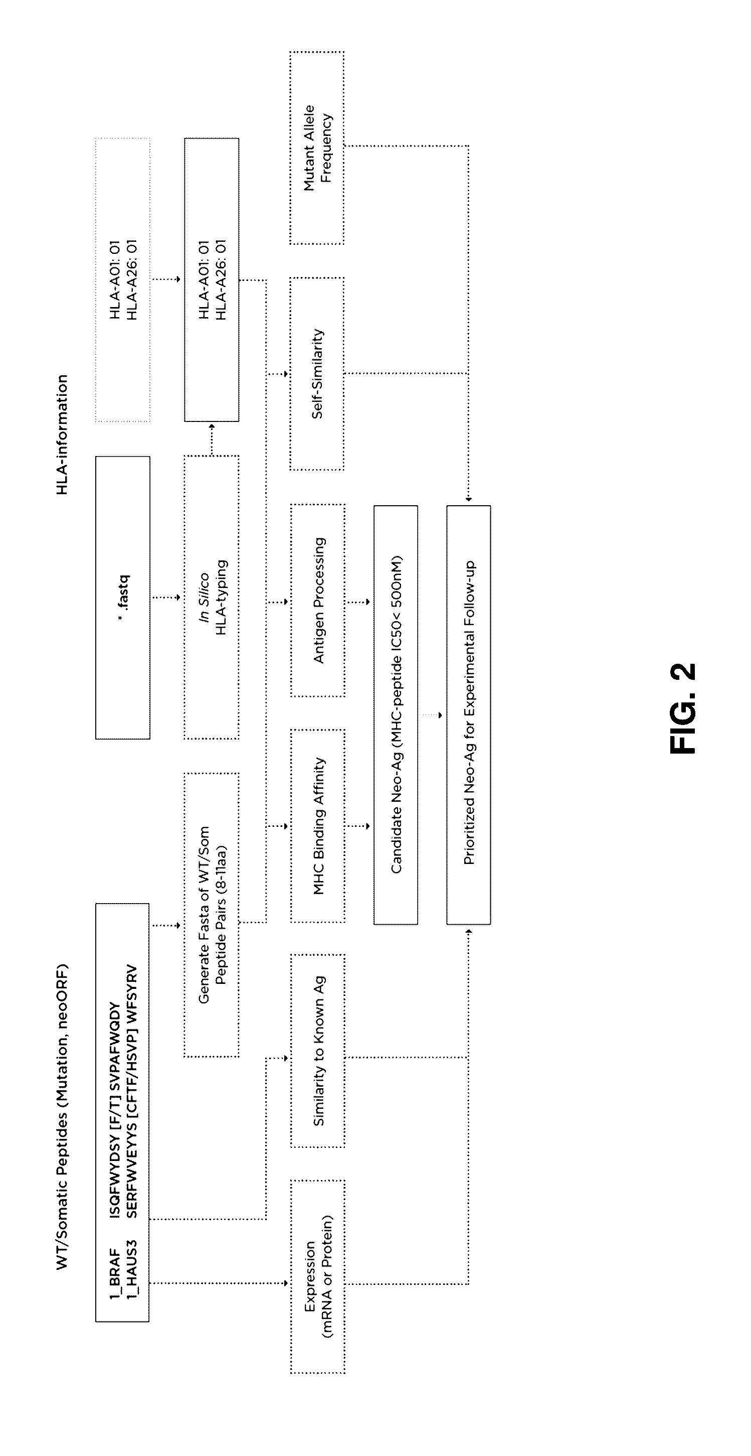 Neoantigen analysis