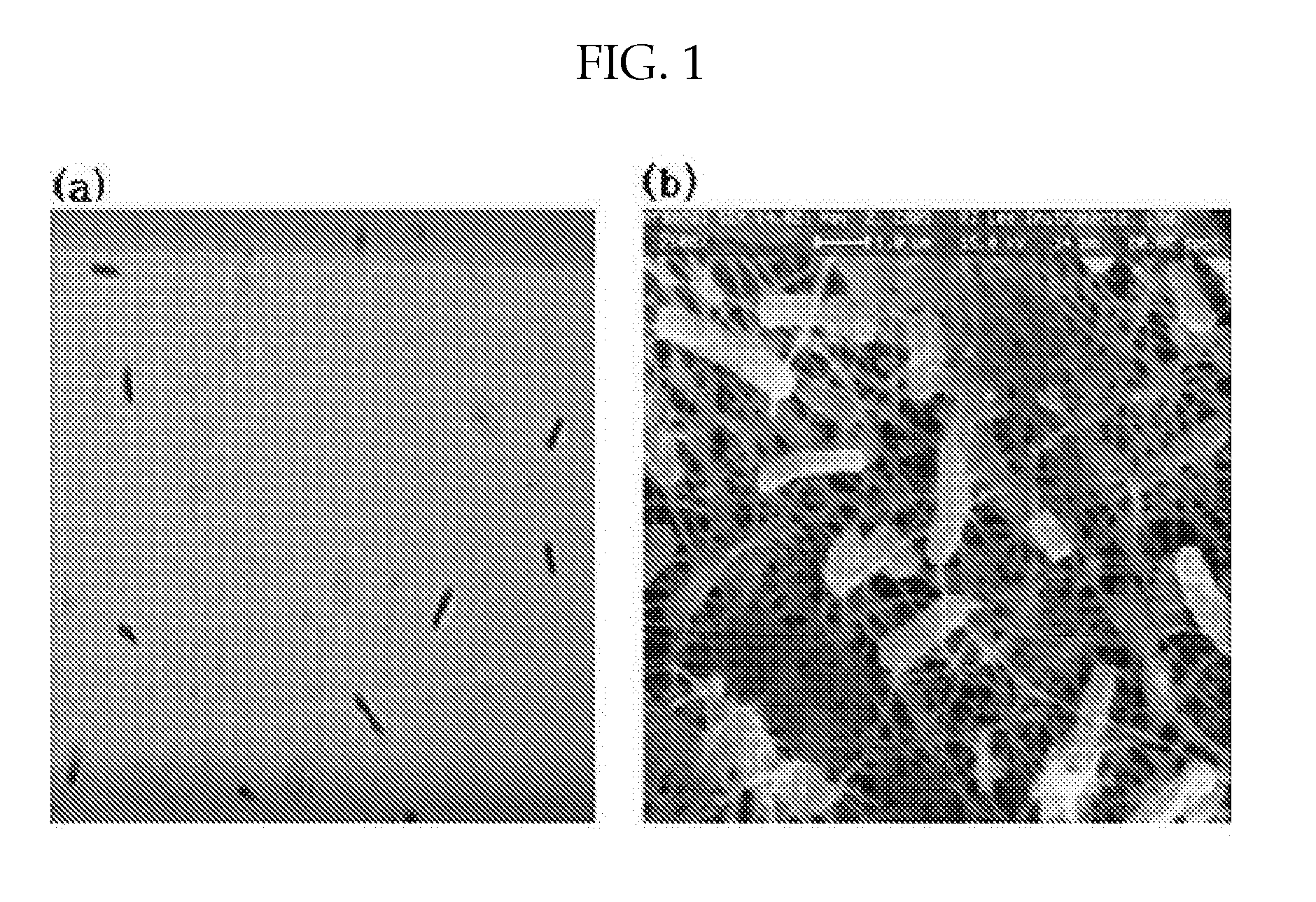 Novel gluconacetobacter strain having cellulose producing activity