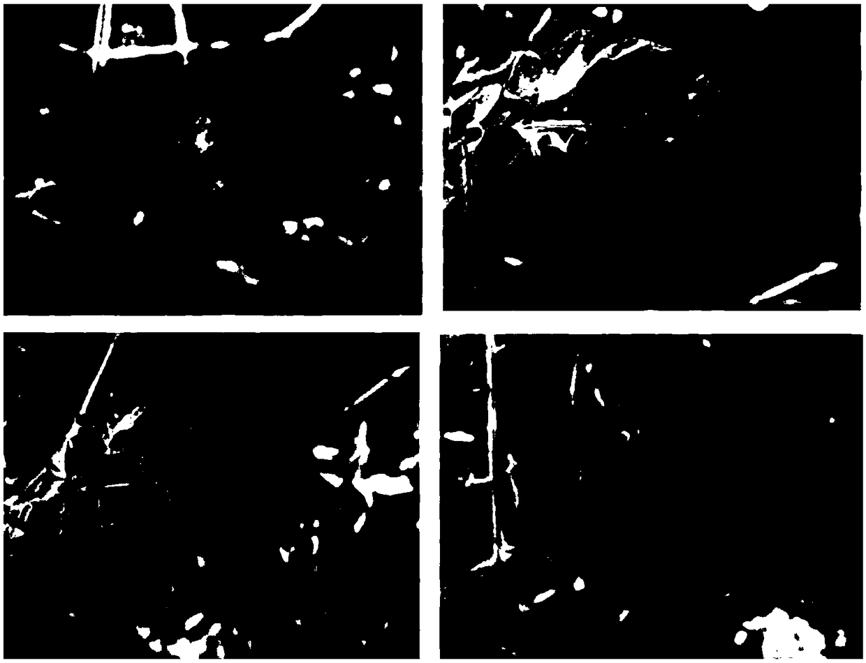 Method for detecting pathogenicity of kiwifruit bacterial canker