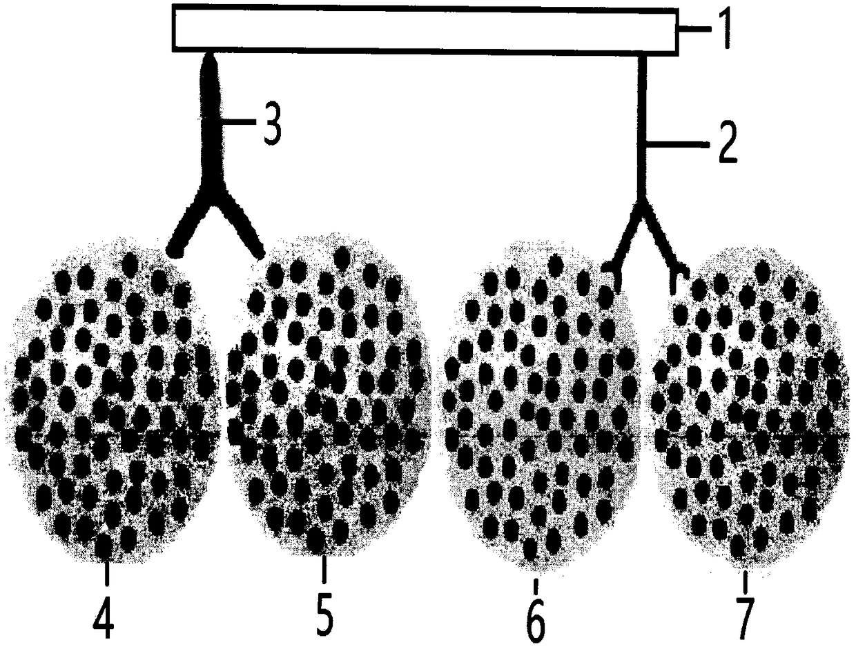 SPA-mediated double antibody captured hybridoma technique