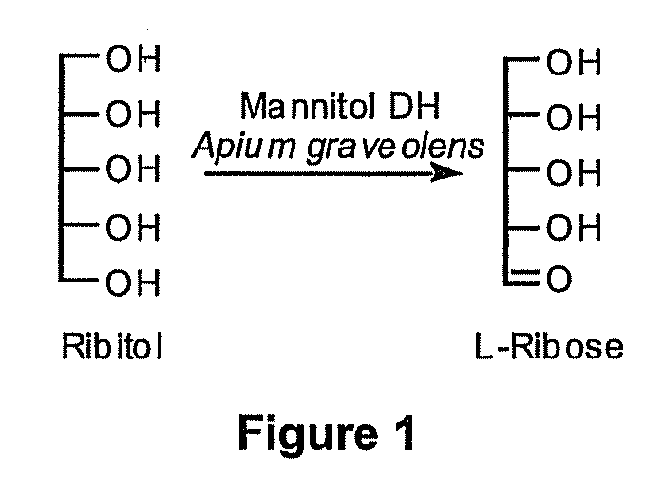 Production of l-ribose and other rare sugars