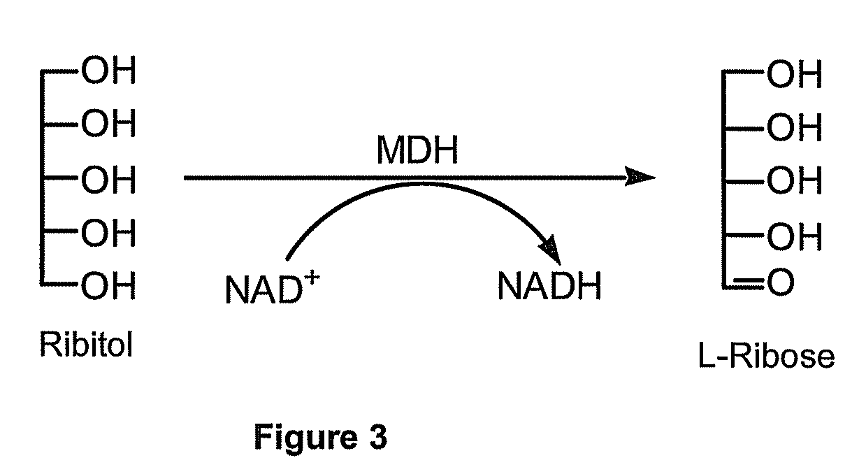 Production of l-ribose and other rare sugars