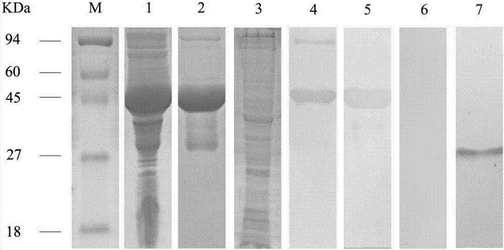 Application of sarcoptes protein tyrosine kinase and kit for diagnosing sarcoptic acariasis