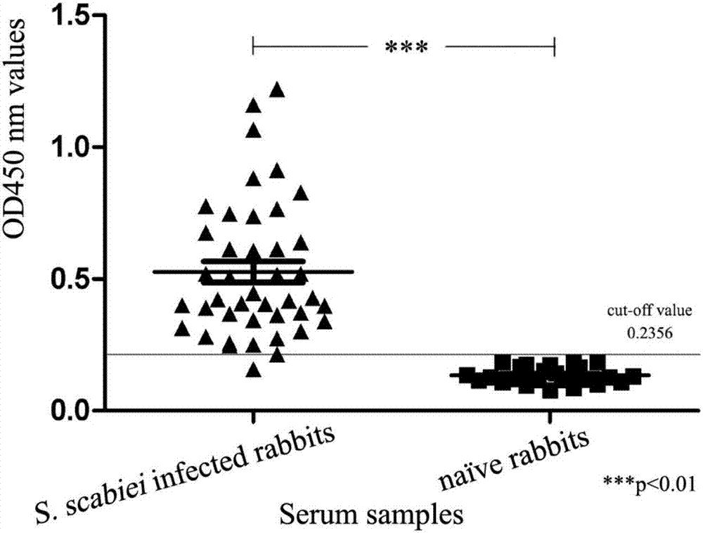 Application of sarcoptes protein tyrosine kinase and kit for diagnosing sarcoptic acariasis