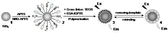 Preparation method for titanium dioxide nano particle fluorescence probe for detection DDT