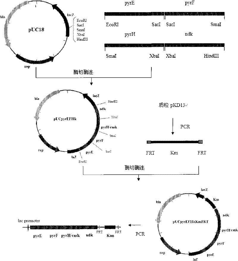 Preparation method of citicoline