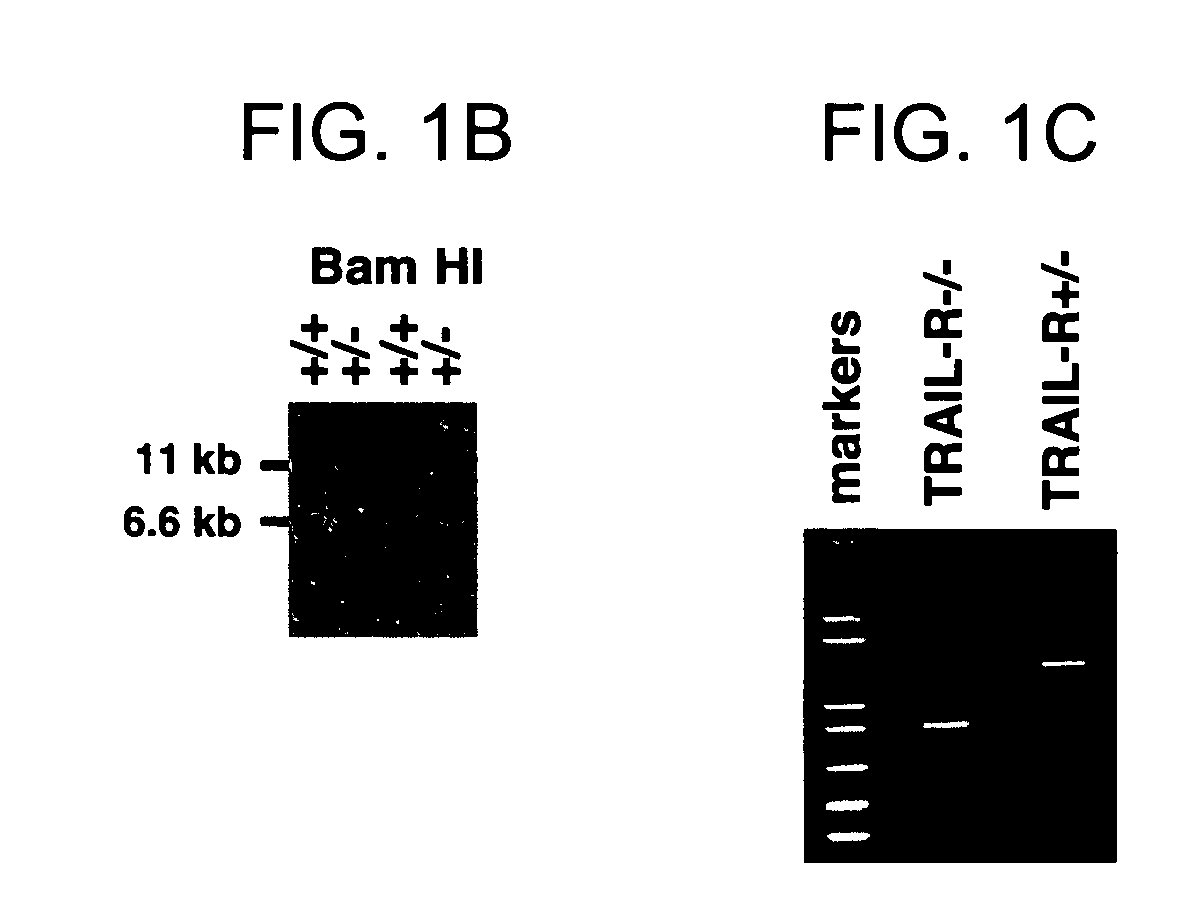 TRAIL-R as a negative regulator of innate immune cell responses