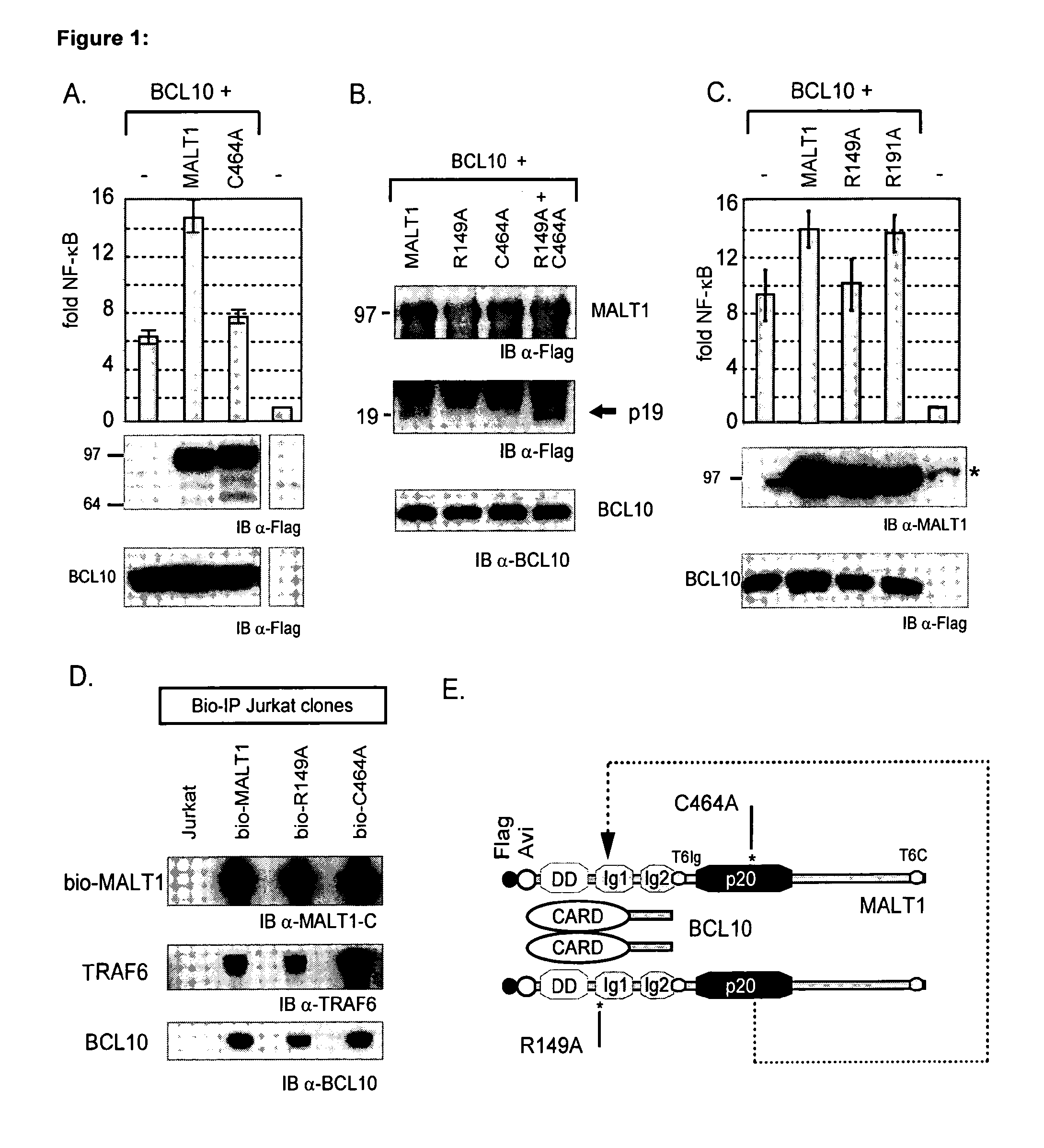 Inhibitors of malt1 proteolytic activity and uses thereof