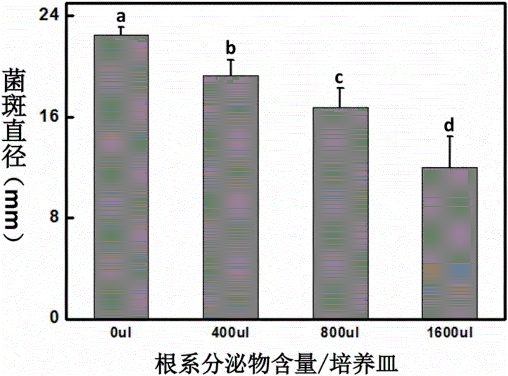 Inhibitory effect of celery root exudate concentrate on Ralstorinia solanacearum and extraction method for celery root exudate concentrate