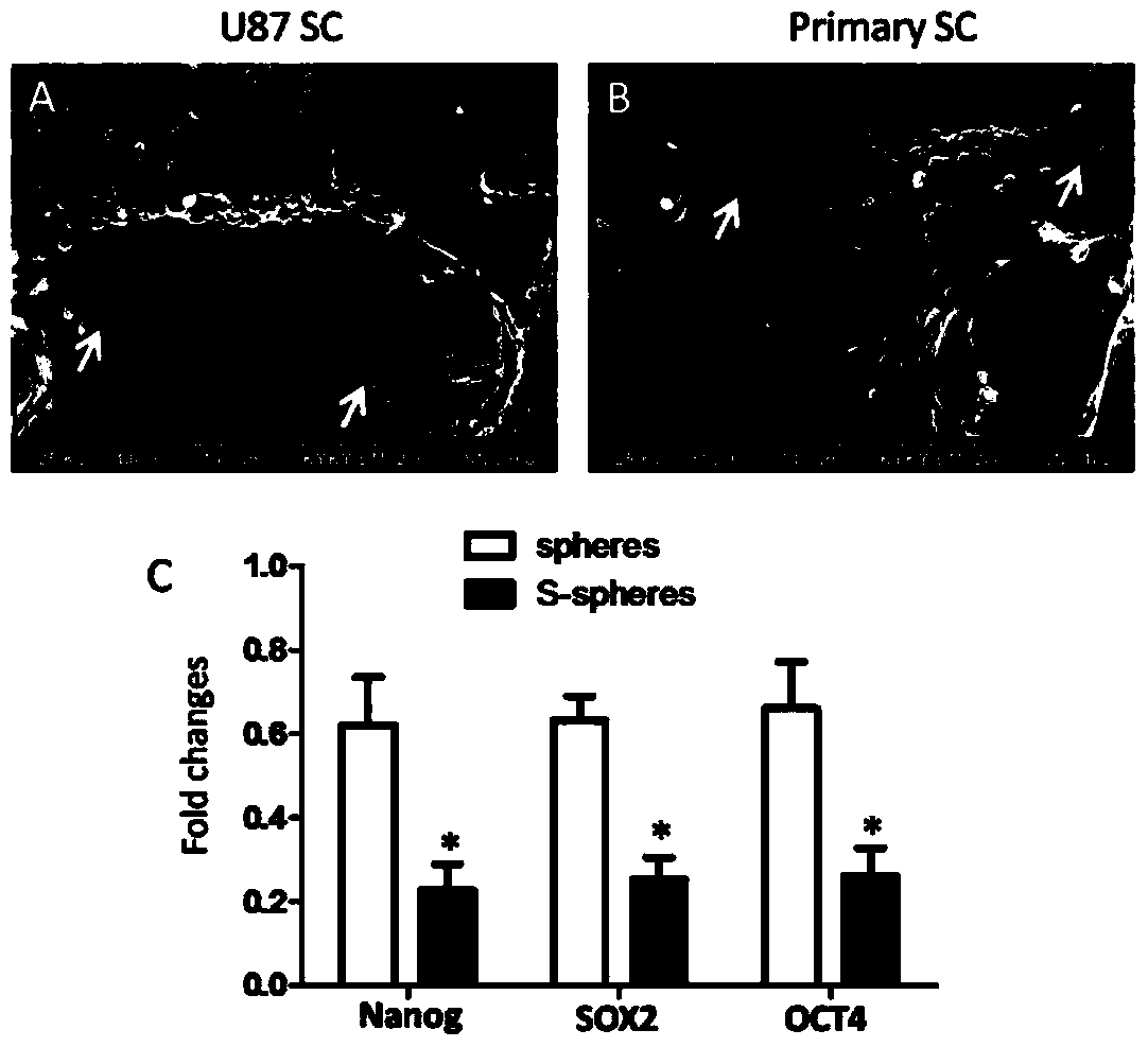 A three-dimensional culture model and application of glioma stem cells in vitro