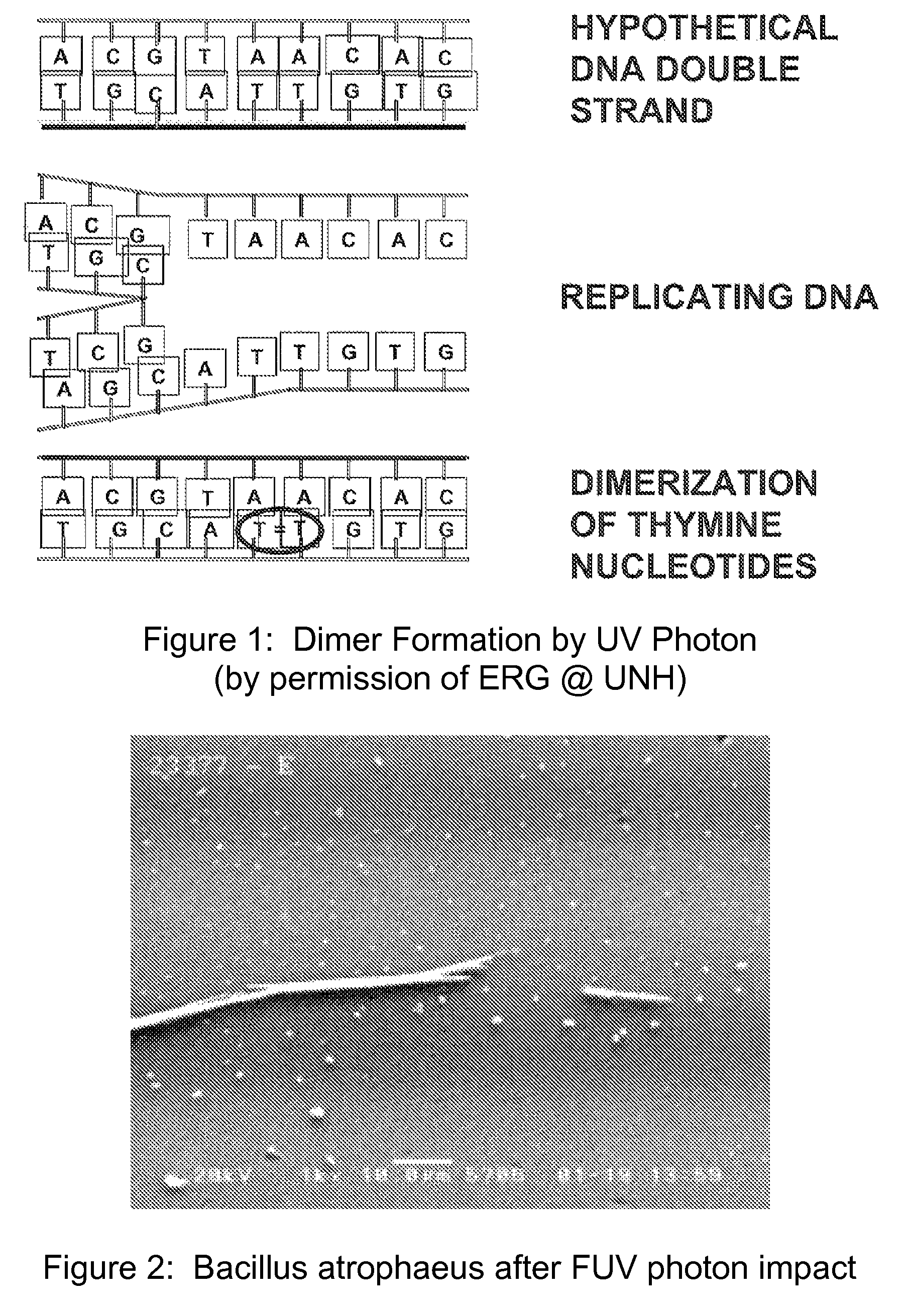 Method and apparatus for producing a high level of disinfection in air and surfaces