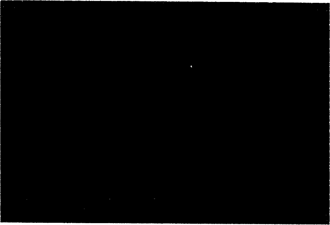 Surface plasmon crystal and preparation method thereof