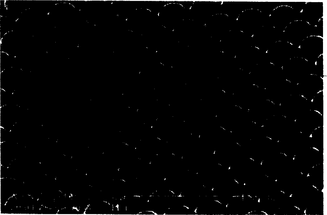 Surface plasmon crystal and preparation method thereof