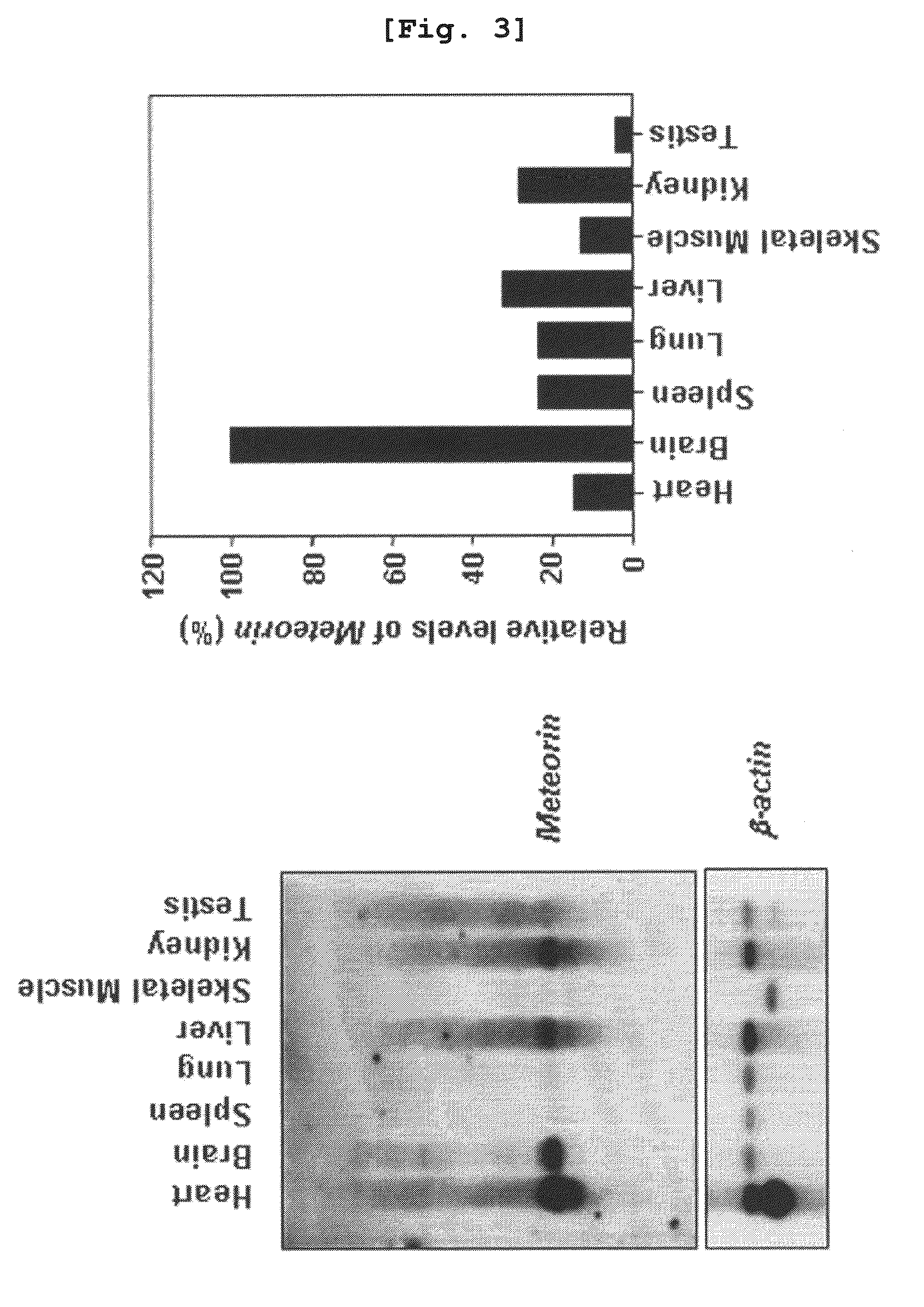 Angiogenesis inhibitor comprising meteorin as an active ingredient