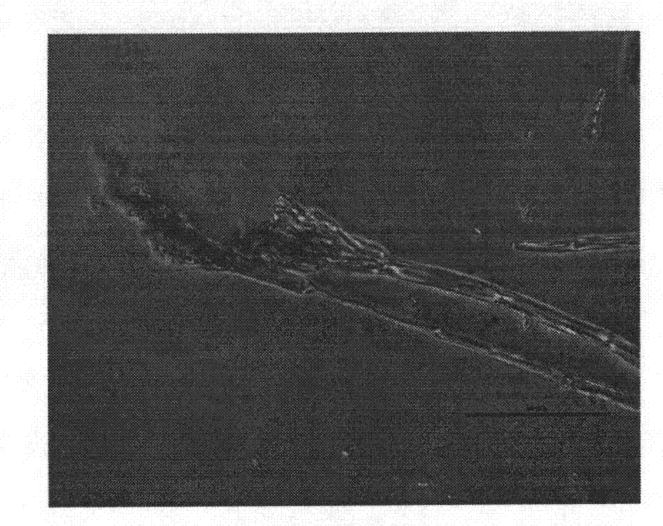 Penicillium spinulosum LJ220 strain for degrading aureomycin