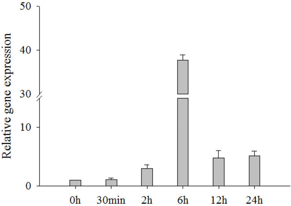 Stress-resistant gene SiRLK35 of setaria italica L.Beauv. as well as encoding protein and application