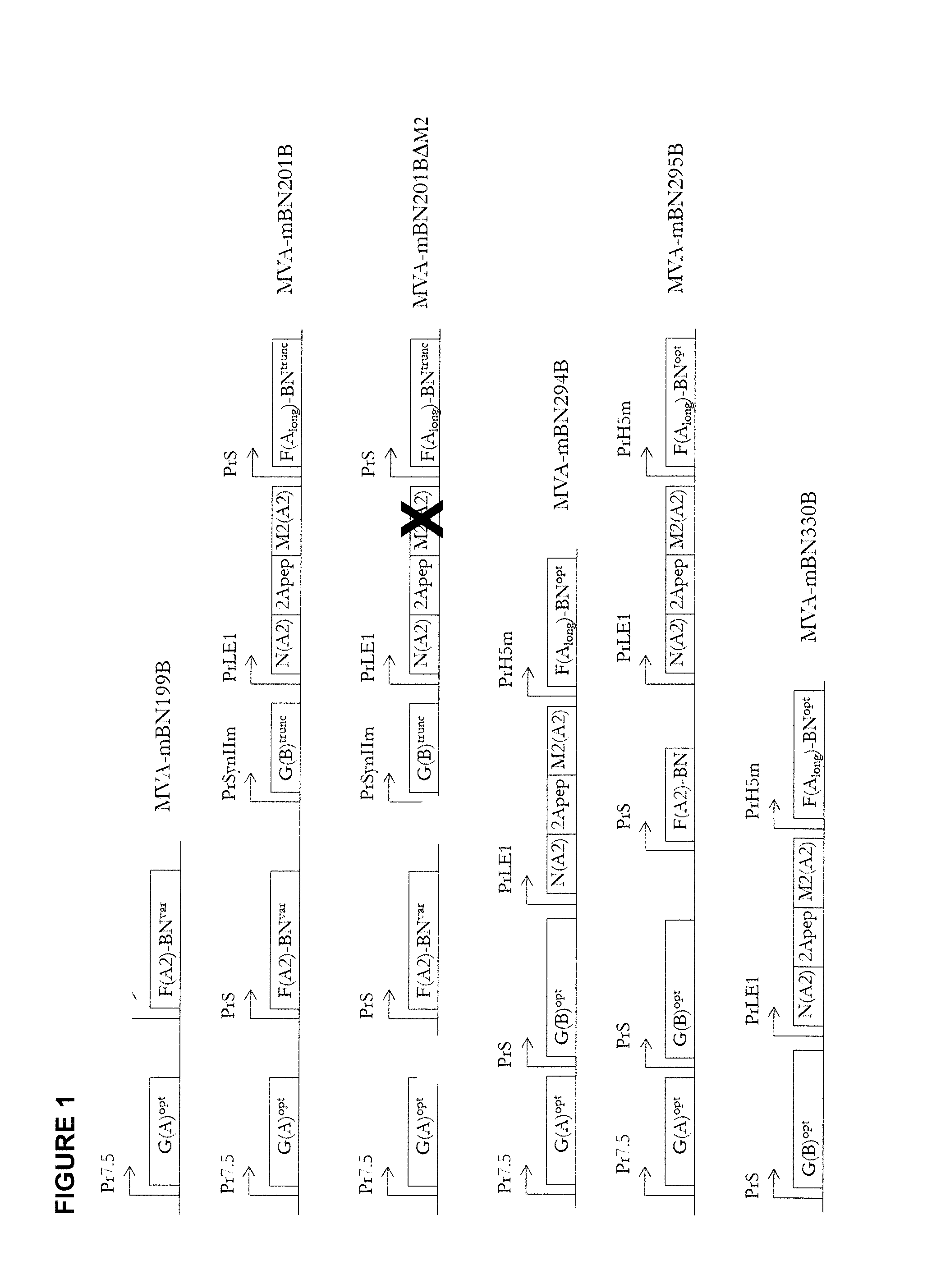 Recombinant modified vaccinia virus ankara (MVA) respiratory syncytial virus (RSV) vaccine