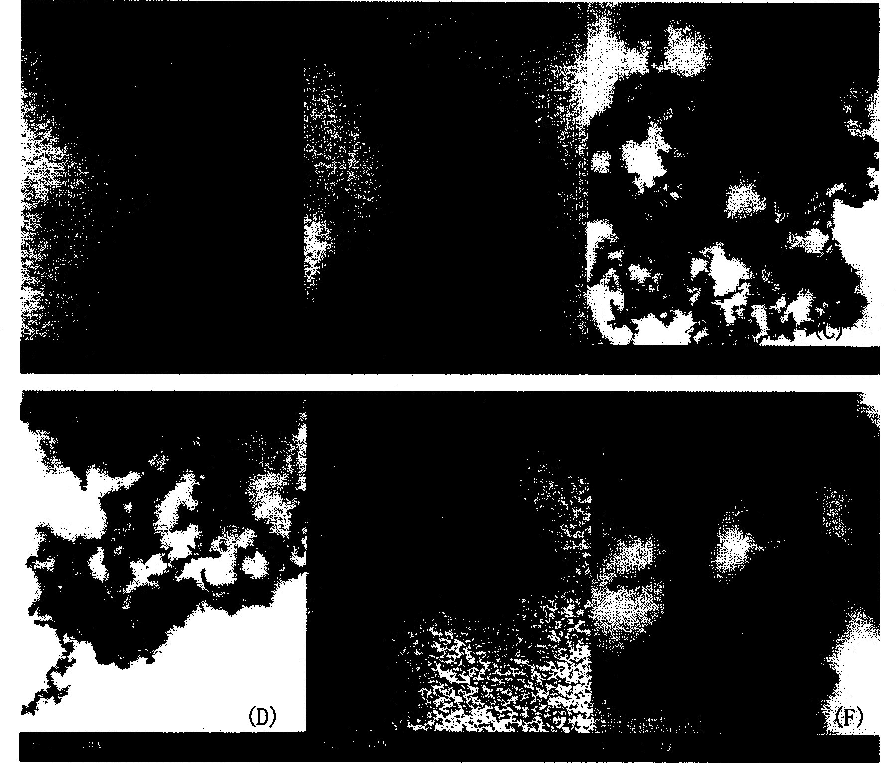 Method for preparing magnetic nano microparticles with biological compatibility