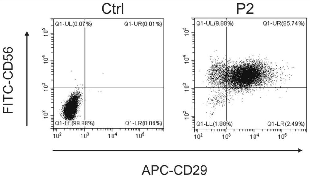 Muscle stem cell separation and extraction and novel hydrolysate culture system and application thereof