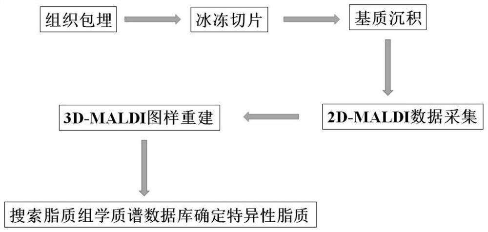 In-vivo lipid three-dimensional mass spectrum imaging method based on integral zebra fish model