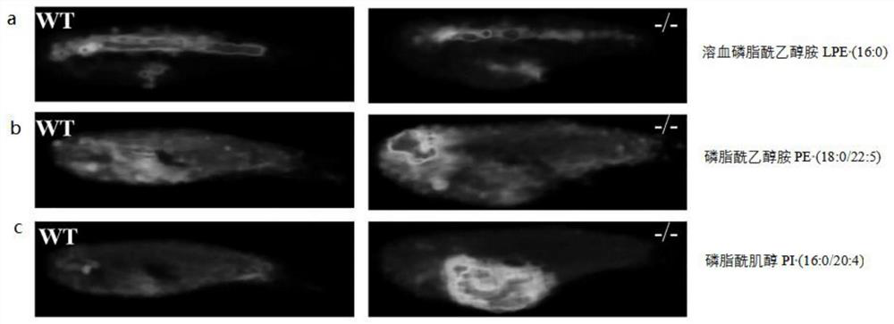 In-vivo lipid three-dimensional mass spectrum imaging method based on integral zebra fish model