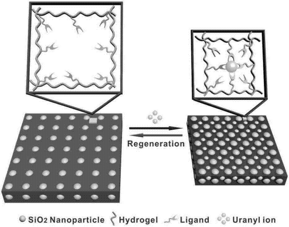 Intelligent photonic crystal material for simultaneously monitoring and removing uranyl ions